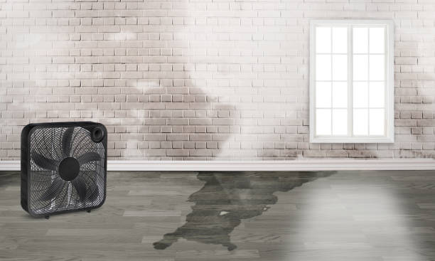 Best Water damage restoration specialists  in Waveland, MS